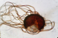 Erysiphe tortilis