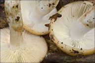 Russula grata