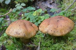 Cortinarius saginus