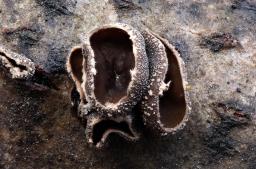 Sclerencoelia fascicularis