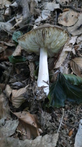 Megacollybia platyphylla