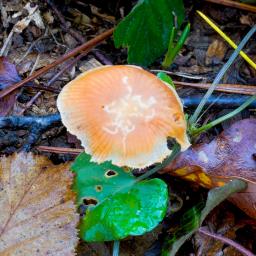 Tubaria furfuracea