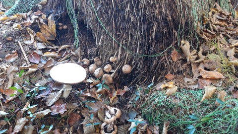 Agaricus bisporus