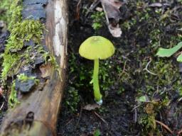 Entoloma incanum