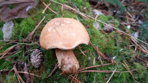 Suillus variegatus