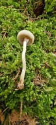 Agrocybe praecox