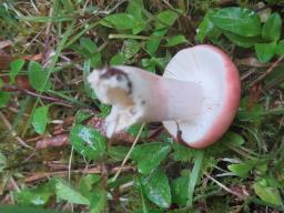 Russula sanguinaria