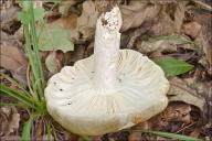 Russula heterophylla