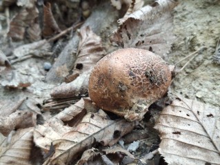 Scleroderma bovista