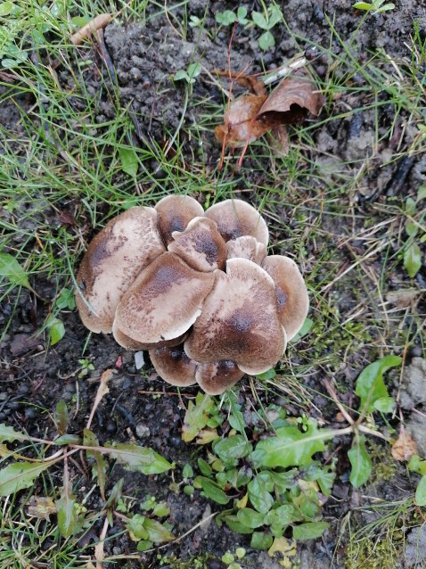 Tricholoma scalpturatum