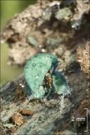 Chlorociboria aeruginascens