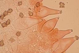 Inocybe asterospora