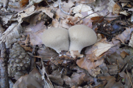 Lycoperdon perlatum