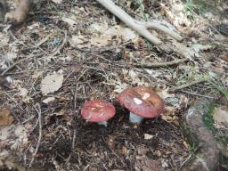 Russula integriformis