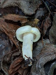 Hygrophorus chrysodon