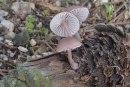 Mycena seynii