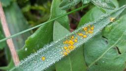 Puccinia striiformis