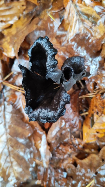 Craterellus cornucopioides