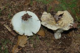 Russula chloroides
