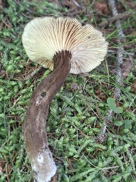 Lactarius lignyotus