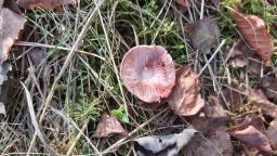 Agaricus sylvaticus