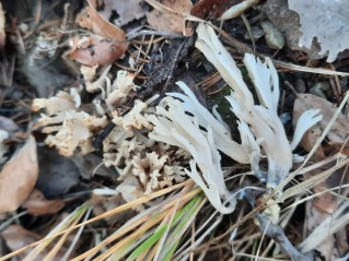 Clavulina coralloides