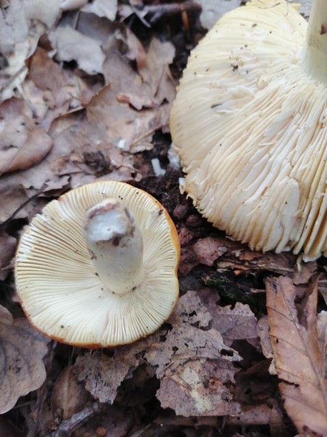 Russula aurea