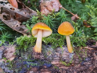 Pluteus leoninus