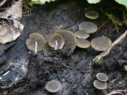 Simocybe centunculus