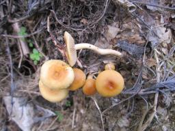 Agrocybe ochracea