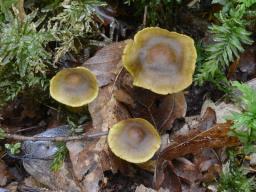 Cortinarius olivaceofuscus