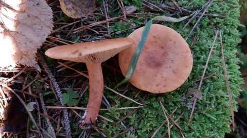 Lactarius acerrimus