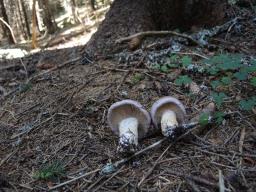 Cortinarius variicolor