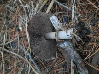 Agaricus sylvaticus