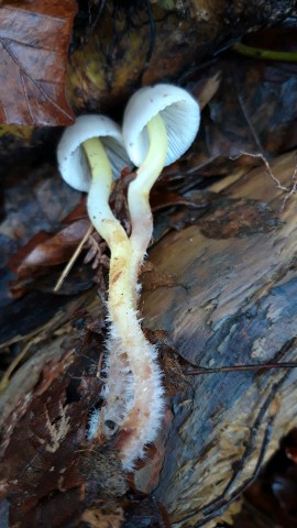 Mycena epipterygia