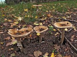 Amanita spadicea