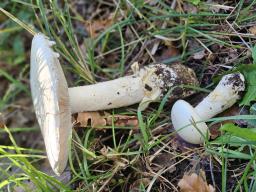 Amanita ovoidea