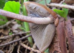 Panaeolus rickenii