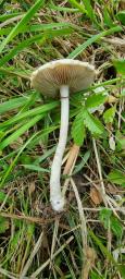 Agrocybe dura