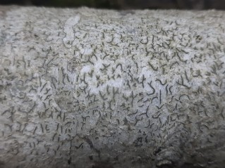 Graphis scripta