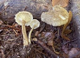 Infundibulicybe trulliformis