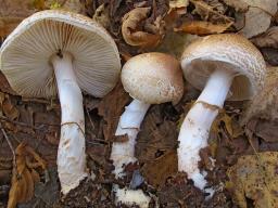 Lepiota ignivolvata