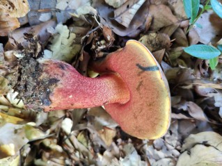 Rubroboletus rhodoxanthus