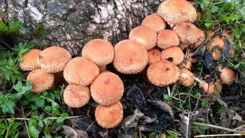 Pholiota squarrosa