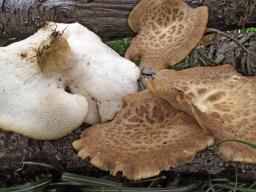 Polyporus tuberaster