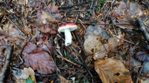 Russula emetica