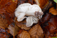 Tricholoma saponaceum