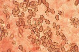 Hebeloma laterinum