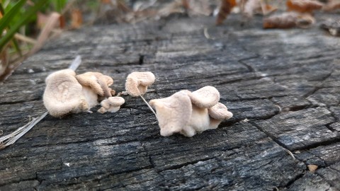 Lentinus strigosus