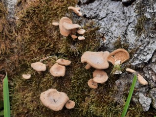 Panus neostrigosus